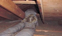 Ductwork torn up by animal